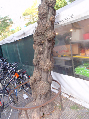 Interesting knotted and preserved tree on the markt platz.